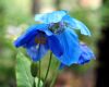 Meconopsis P C Abil...